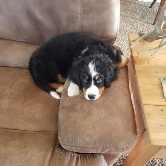 berners2